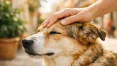 Por qué no puedes evitar acariciar perros, según la psicología y el estrés