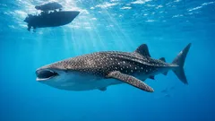 Tiburón ballena: el pez más grande del mundo y por qué su futuro nos afecta a todos