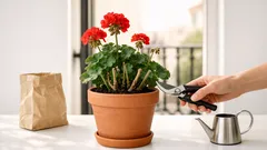 Cómo invernar geranios en casa y conseguir una floración espectacular en primavera