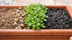 Por qué no deberías plantar geranios y alegrías del hogar en la misma maceta